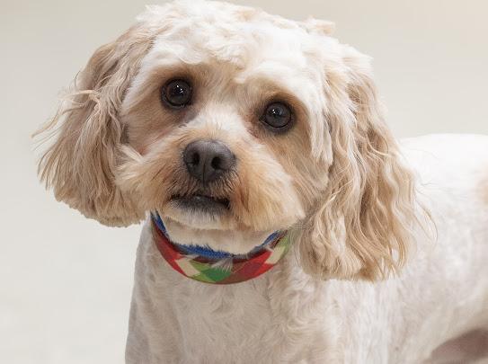 Buddy - Cavapoo, adopted, Young Male Cavapoo.