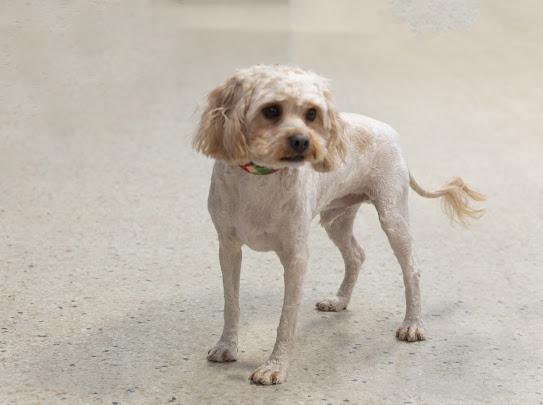 Buddy - Cavapoo, an adopted Cavapoo in Farmington, MN image 2/4
