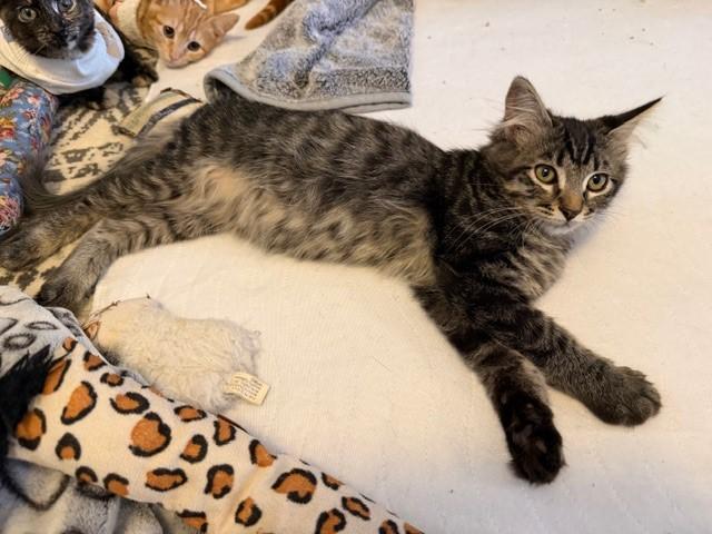 Brody, adopted, Kitten Male Domestic Medium Hair.