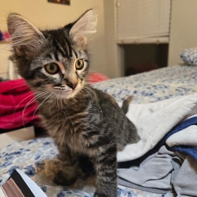 Brody, an adopted mixed breed in Mesa, AZ image 3/3