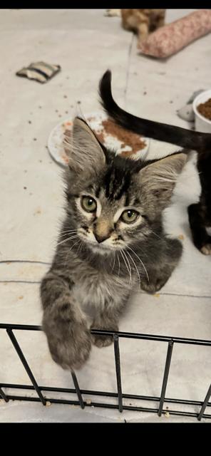 Brody, an adopted mixed breed in Mesa, AZ image 2/3