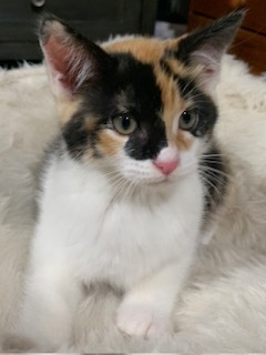 Lucy, Adopted, Kitten Female American Shorthair.