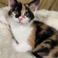 Enlarge Lucy, a Adopted American Shorthair in Dallas, TX image 2/4