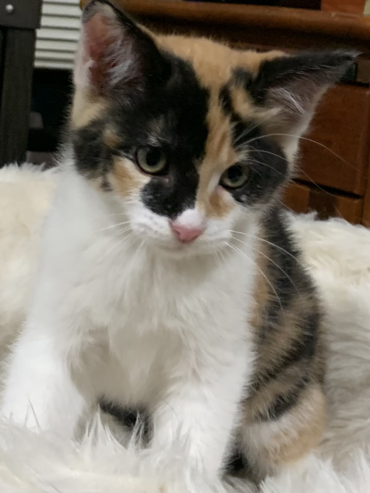 Enlarge Lucy, a Adopted American Shorthair in Dallas, TX image 3/4