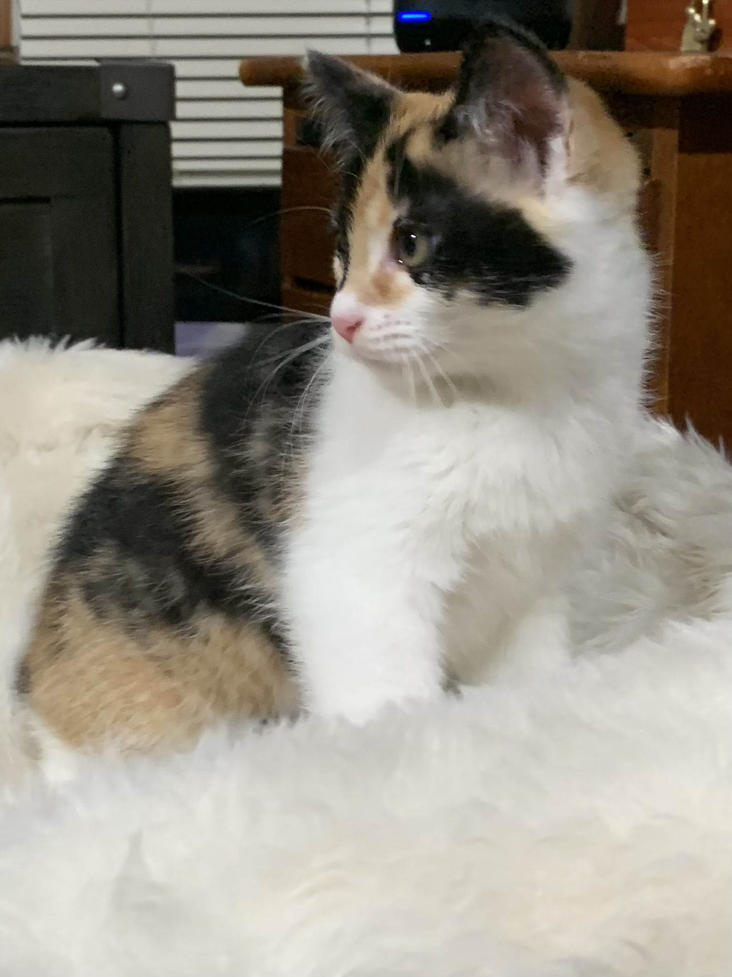 Enlarge Lucy, a Adopted American Shorthair in Dallas, TX image 4/4