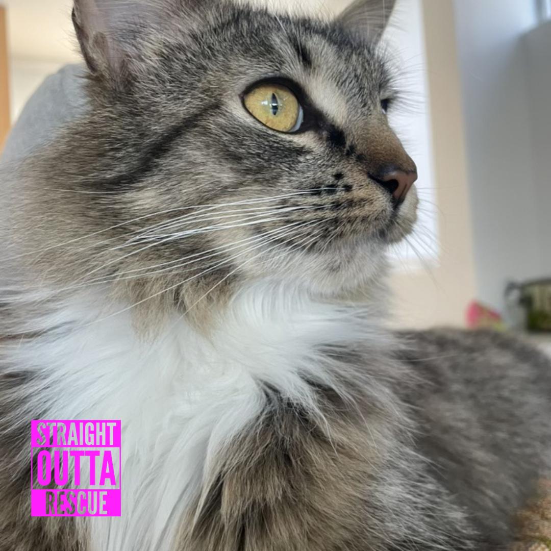 Enlarge Elfa, a ADOPTABLE Domestic Long Hair in Vancouver, BC image 2/4