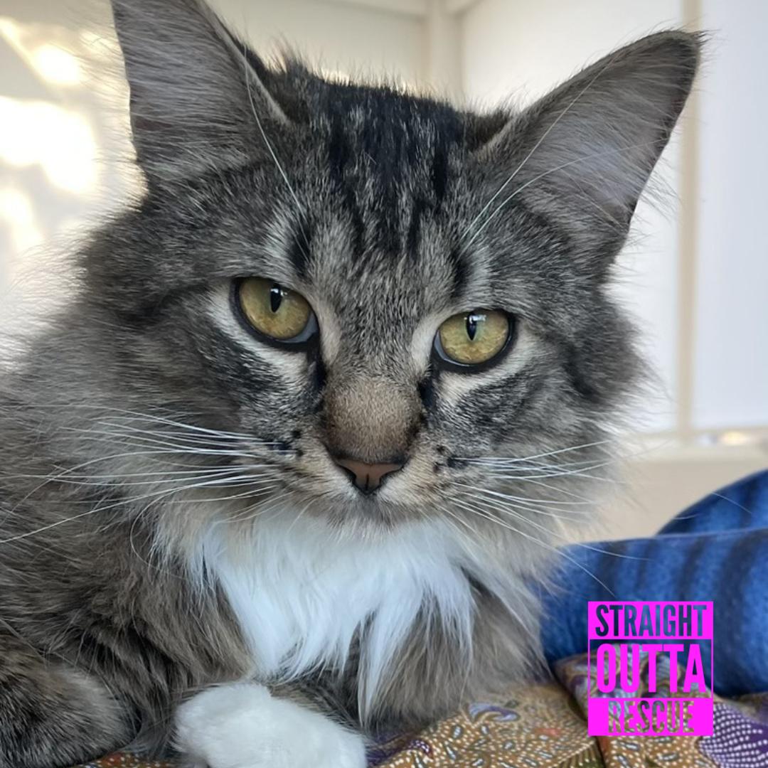 Enlarge Elfa, a ADOPTABLE Domestic Long Hair in Vancouver, BC image 4/4