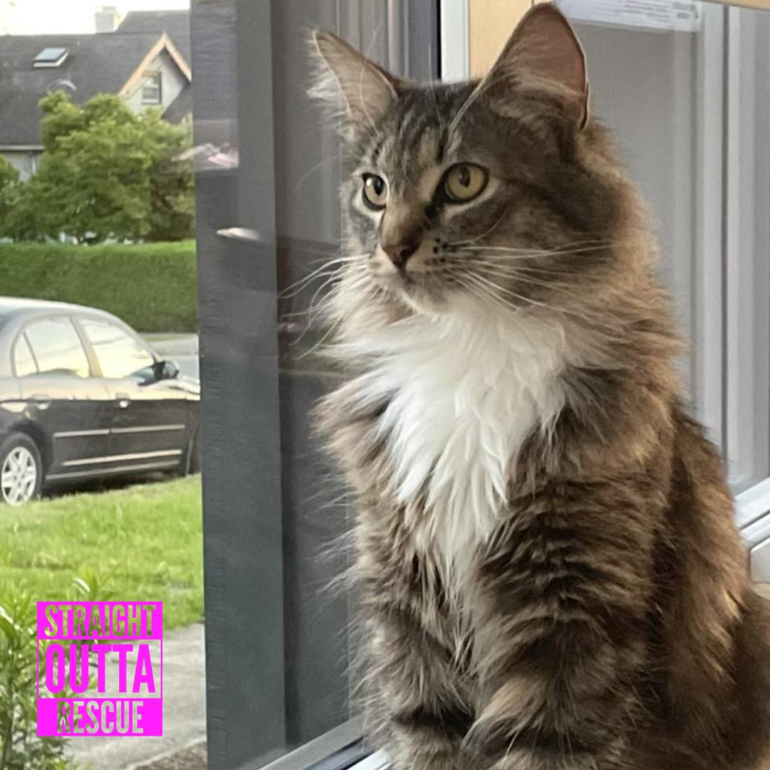 Enlarge Elfa, a ADOPTABLE Domestic Long Hair in Vancouver, BC image 3/4