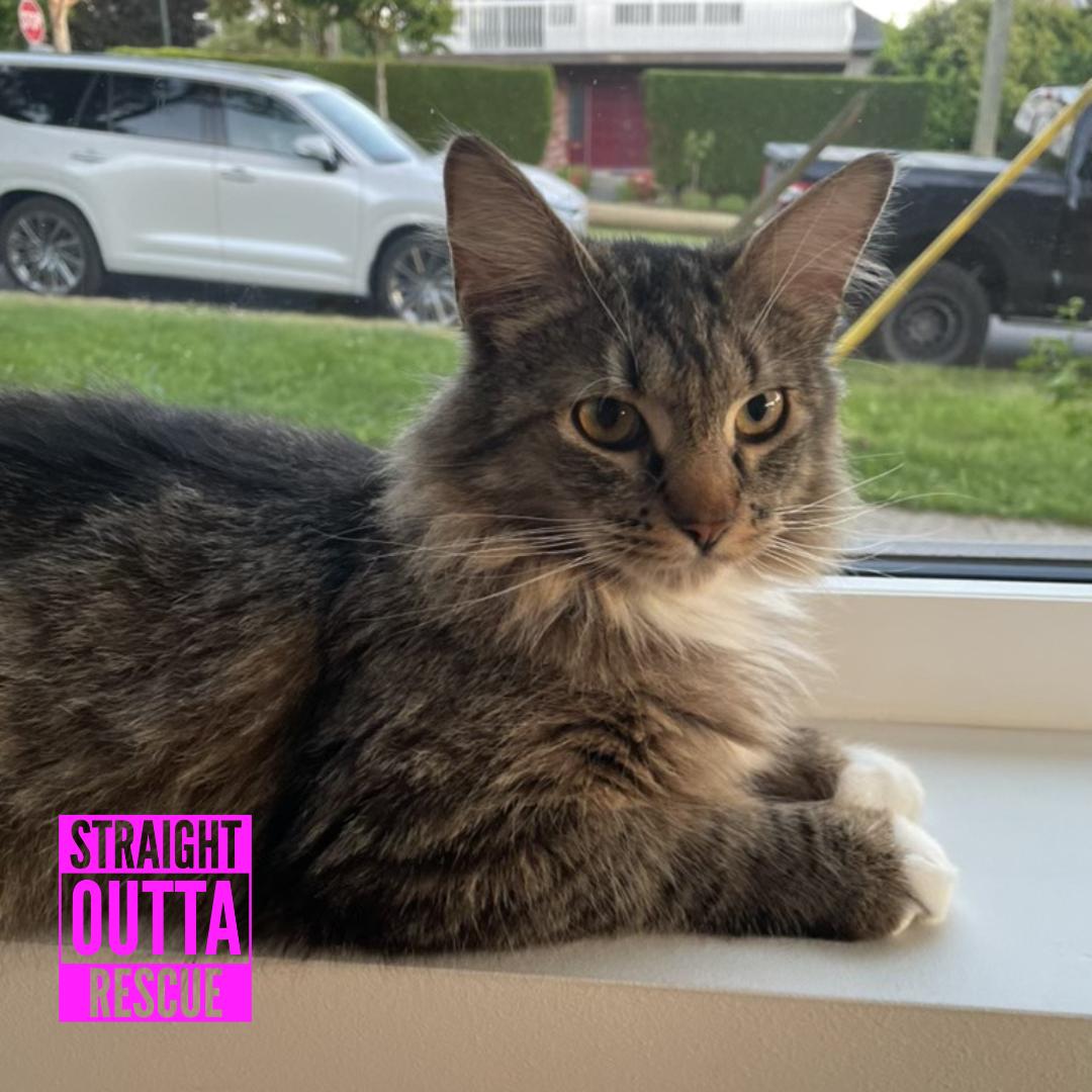 Elfa, ADOPTABLE, Young Female Domestic Long Hair.