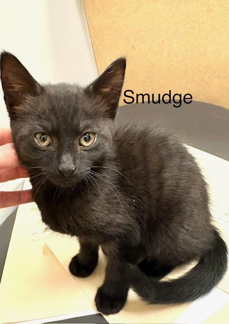 Smudge, a Adoptable Domestic Short Hair in Annapolis, MD image 2/2