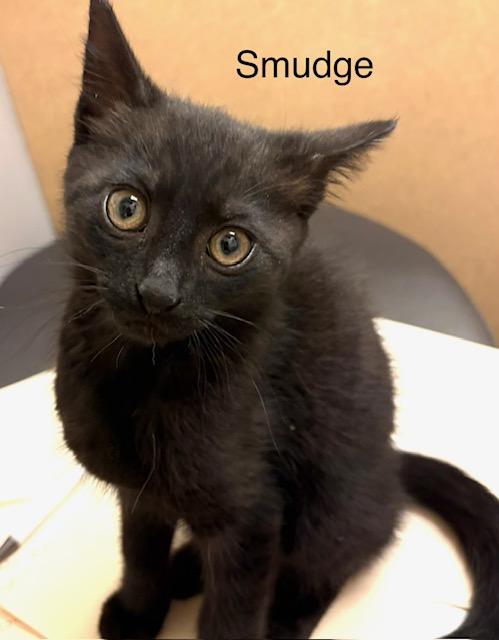Smudge, a Adoptable Domestic Short Hair in Annapolis, MD image 1/2