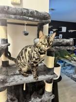 Black Beauty, adopted, Adult Female Bengal.
