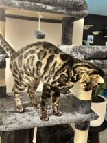 Black Beauty, an adopted Bengal in Pickering, ON image 2/4