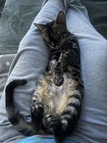 Black Beauty, an adopted Bengal in Pickering, ON image 3/4