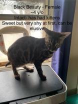 Black Beauty, an adopted Bengal in Pickering, ON image 4/4