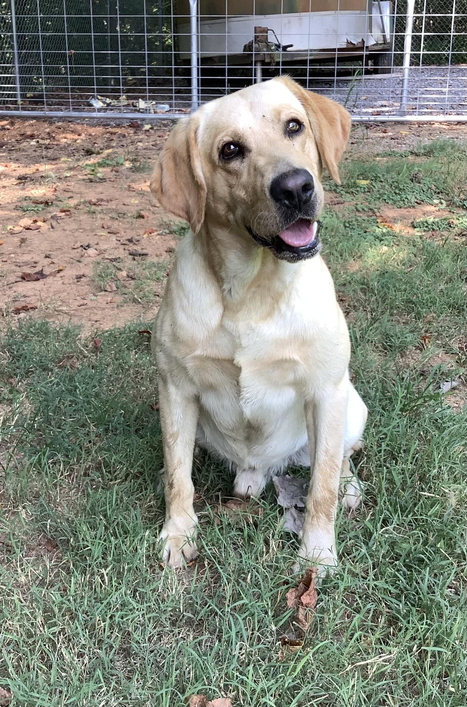 Tag, a Adopted Yellow Labrador Retriever in Scottsboro, AL image 1/2