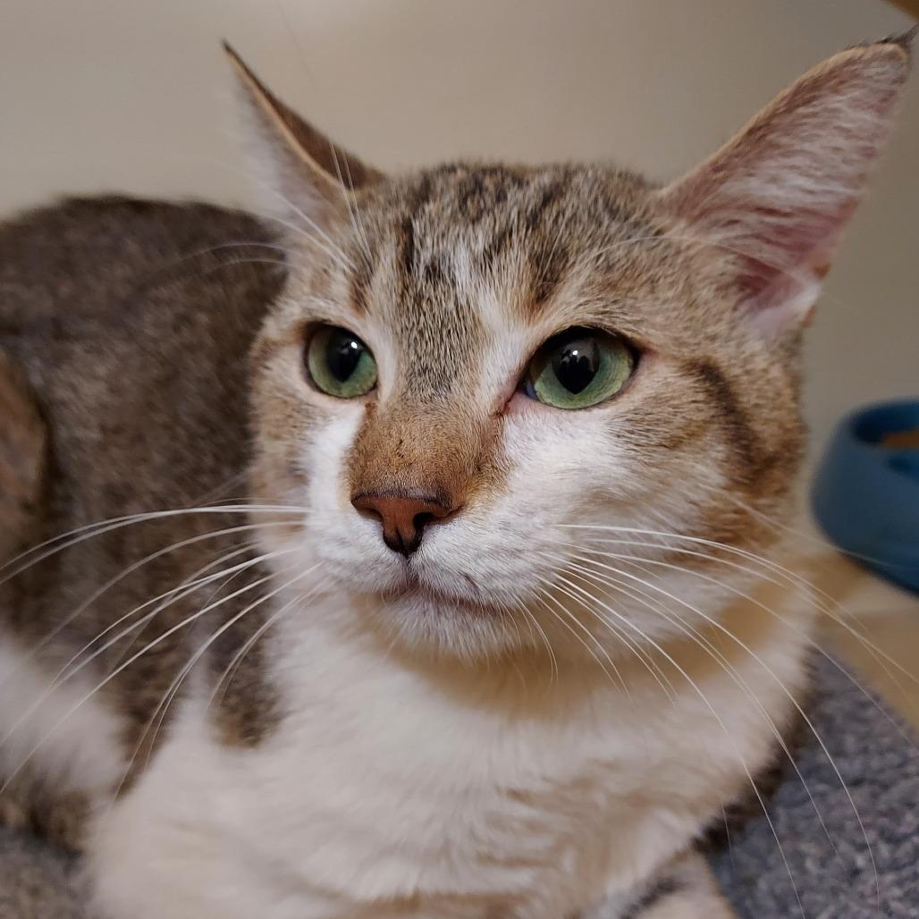 Toast, Adoptable, Adult Male Domestic Short Hair.