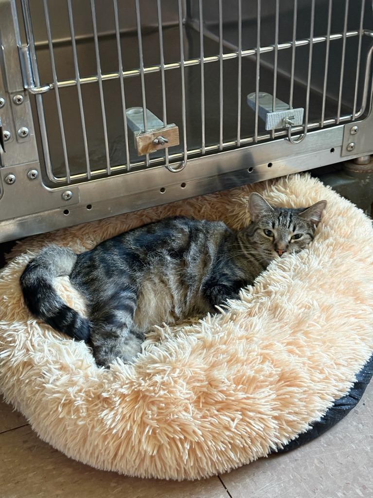Nikea, Adoptable, Young Female Domestic Short Hair.