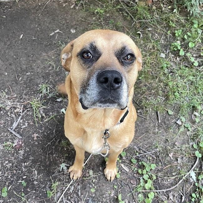 Enlarge Franklin, a Adoptable mixed breed in Woburn, MA image 1/6