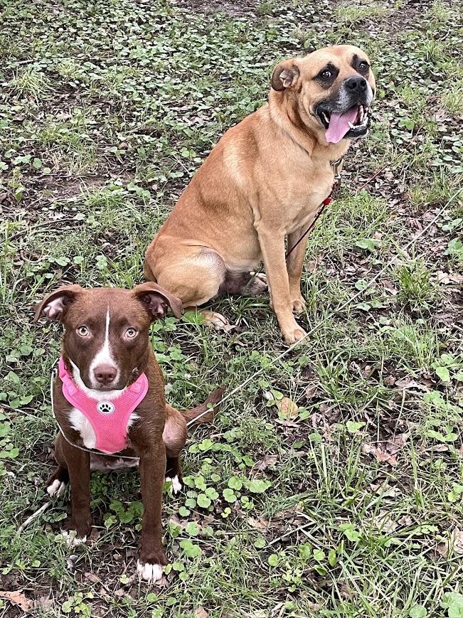 Enlarge Franklin, a Adoptable mixed breed in Woburn, MA image 5/6