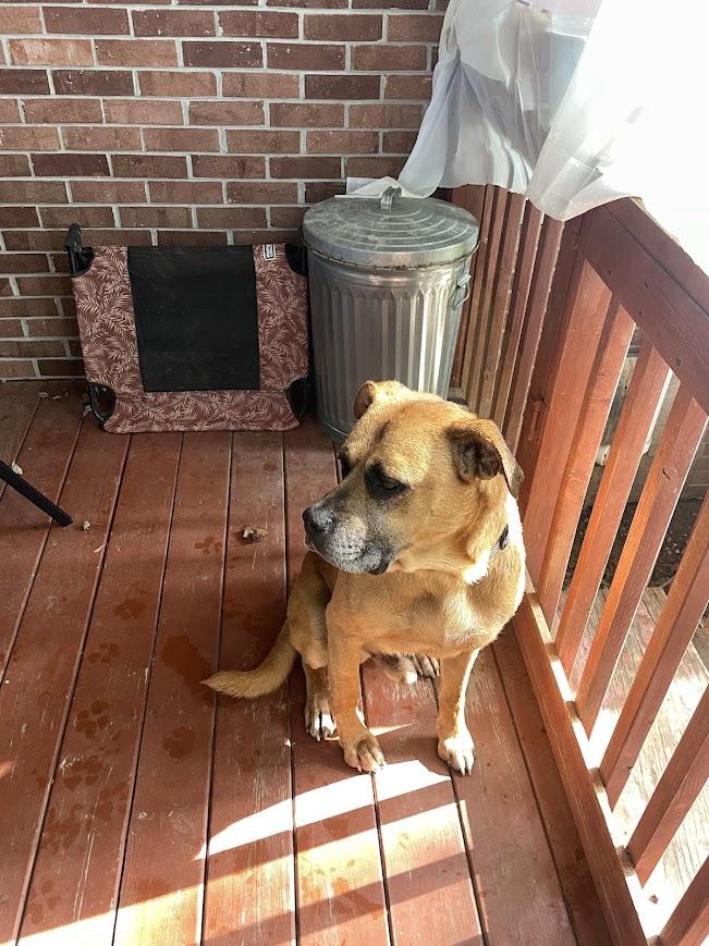 Enlarge Franklin, a Adoptable mixed breed in Woburn, MA image 4/6