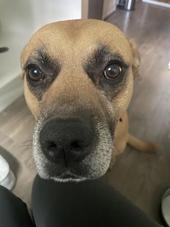 Enlarge Franklin, a Adoptable mixed breed in Woburn, MA image 6/6