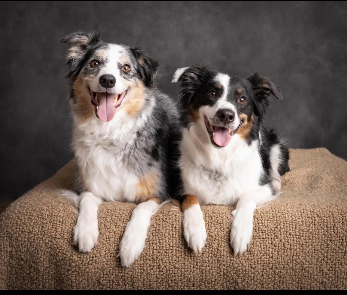 Bonnie and Clyde - Courtesy Listing, Adoptable, Adult Female Border Collie & Australian Shepherd.
