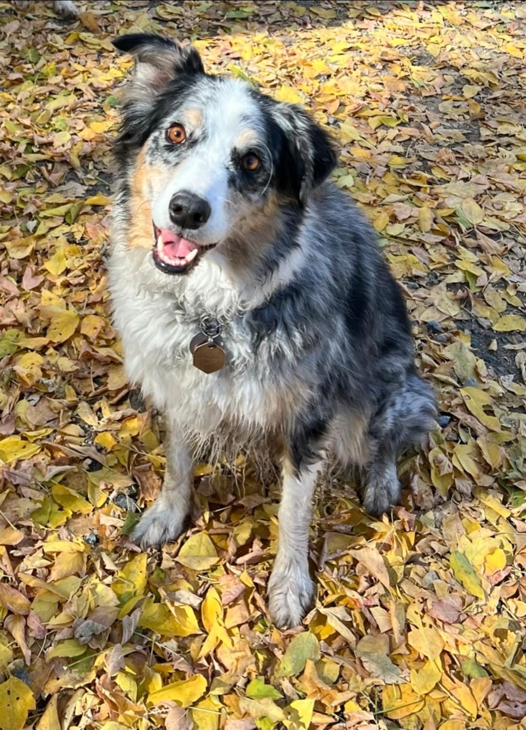 Enlarge Bonnie and Clyde - Courtesy Listing, a Adoptable mixed breed in Fredericksburg , VA image 3/4