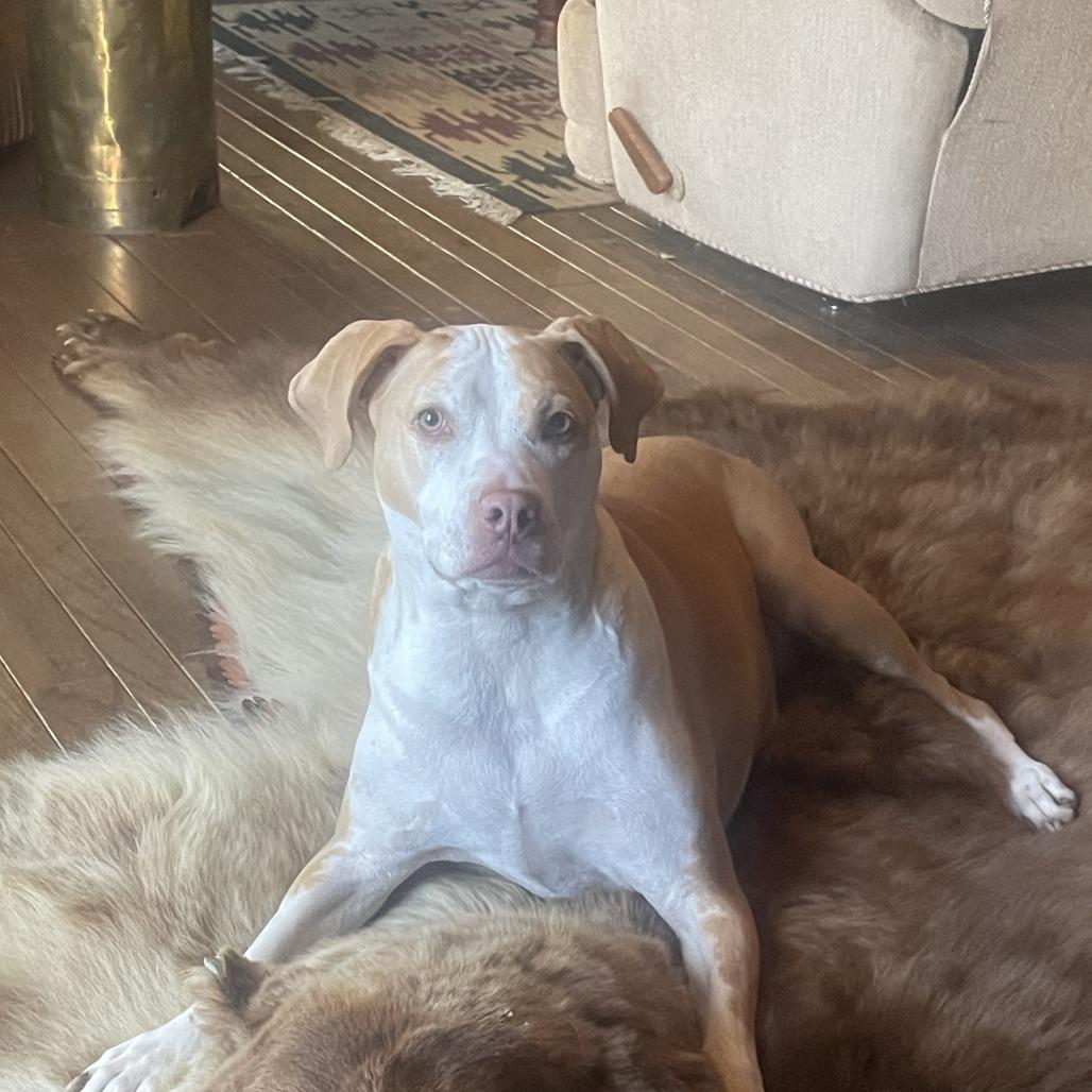 Vlada FKA Aida, Adoptable, Senior Female Pit Bull Terrier & Hound.