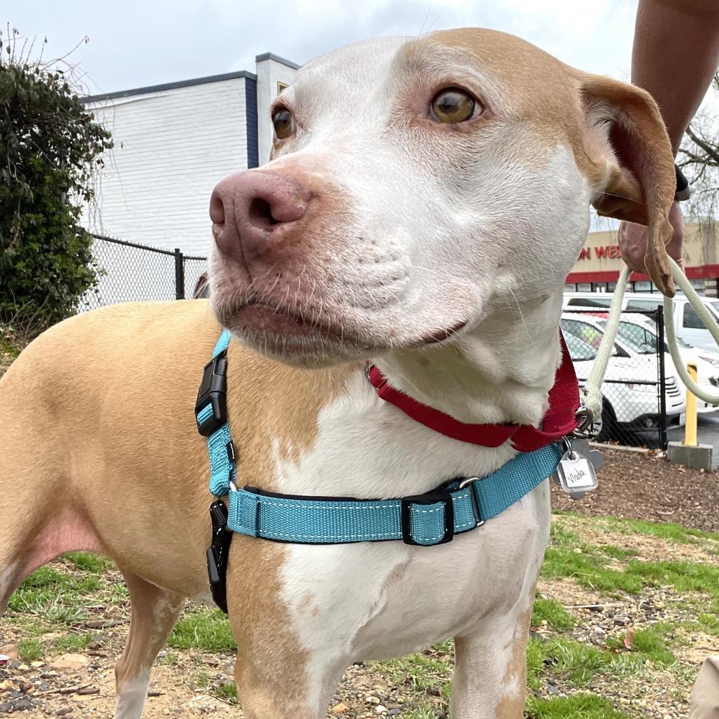Enlarge Vlada FKA Aida, a Adoptable mixed breed in Falls Church, VA image 5/6