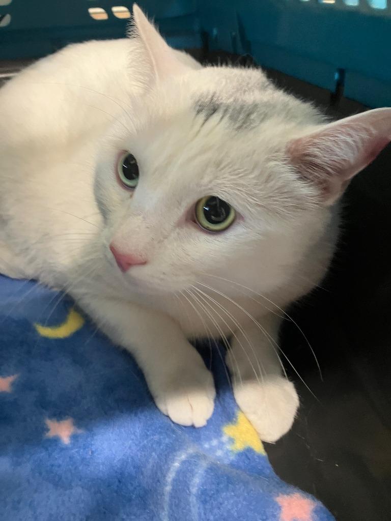 Ozi, Adoptable, Young Male Domestic Short Hair.