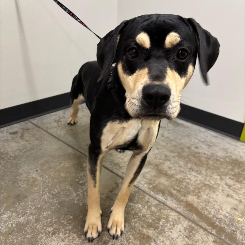 Dumbledorf, Adoptable, Young Male Mixed Breed.