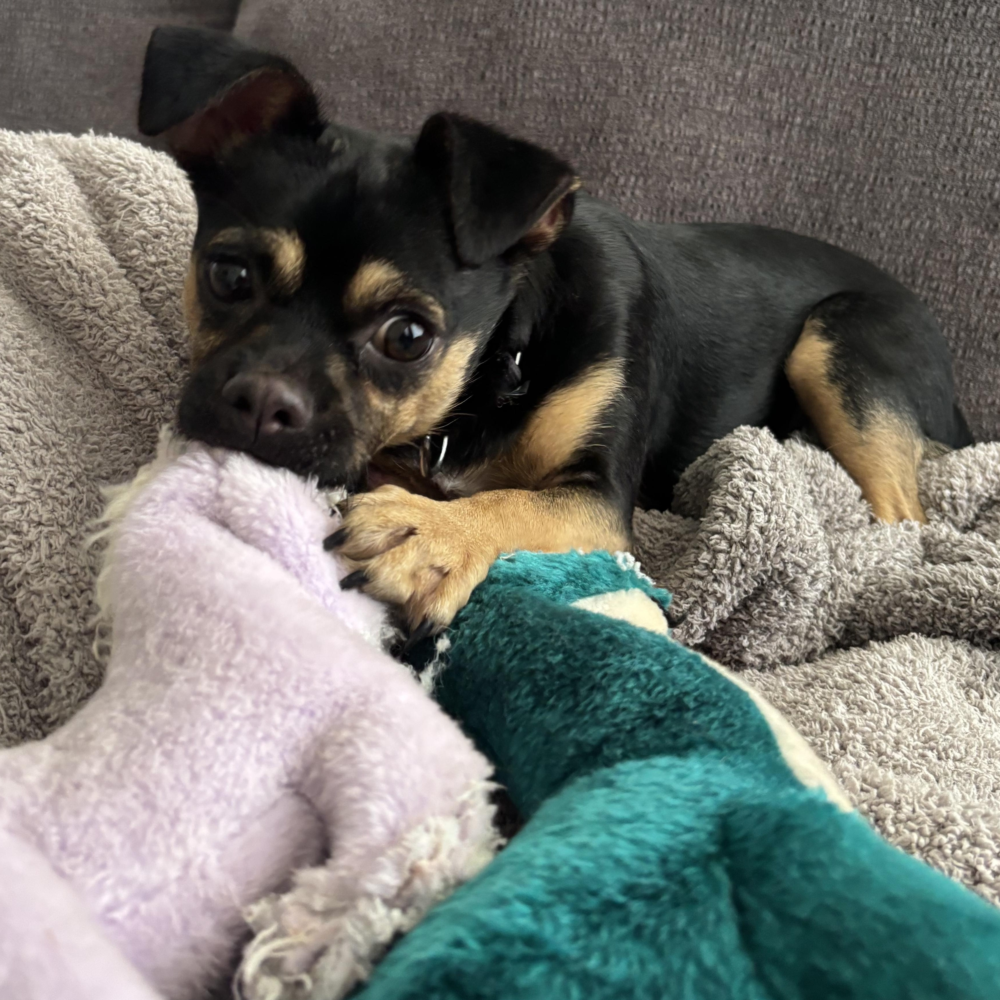 Ferrari, an adopted mixed breed in Chicago, IL image 5/5