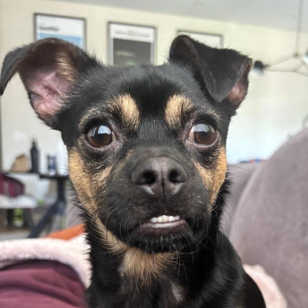 Ferrari, adopted, Adult Male Mixed Breed.
