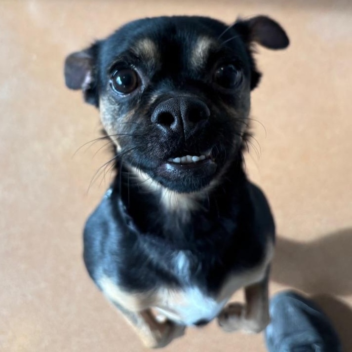 Ferrari, an adopted mixed breed in Chicago, IL image 2/5