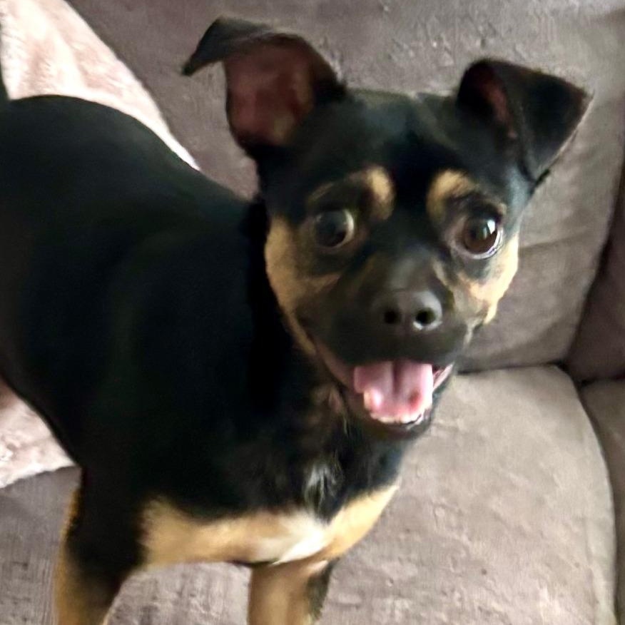 Ferrari, an adopted mixed breed in Chicago, IL image 4/5
