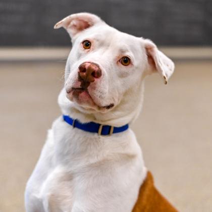 Enlarge Cooper, a ADOPTABLE Mixed Breed in Westbrook, ME image 1/1