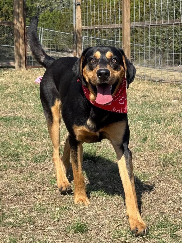 Duke, Adoptable, Young Male Bloodhound.