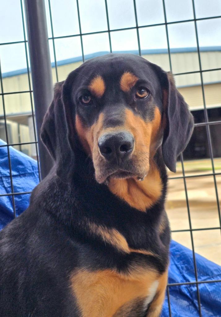 Duke, a Adoptable Bloodhound in Canyon Lake, TX image 2/4