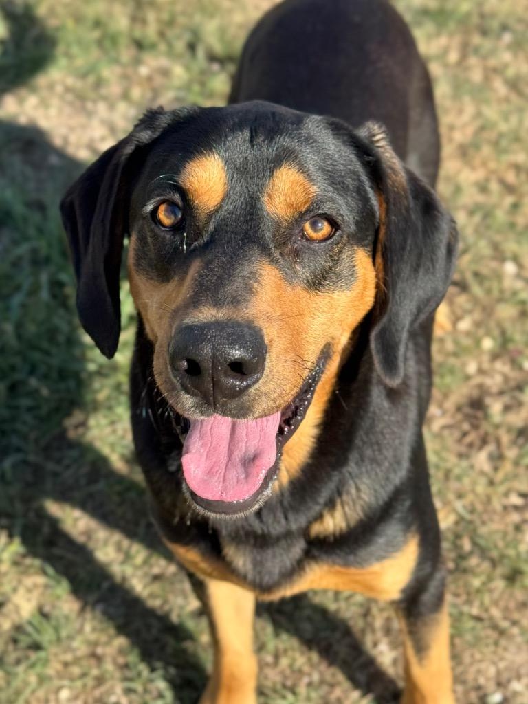 Enlarge Duke, a Adoptable Bloodhound in Canyon Lake, TX image 3/6