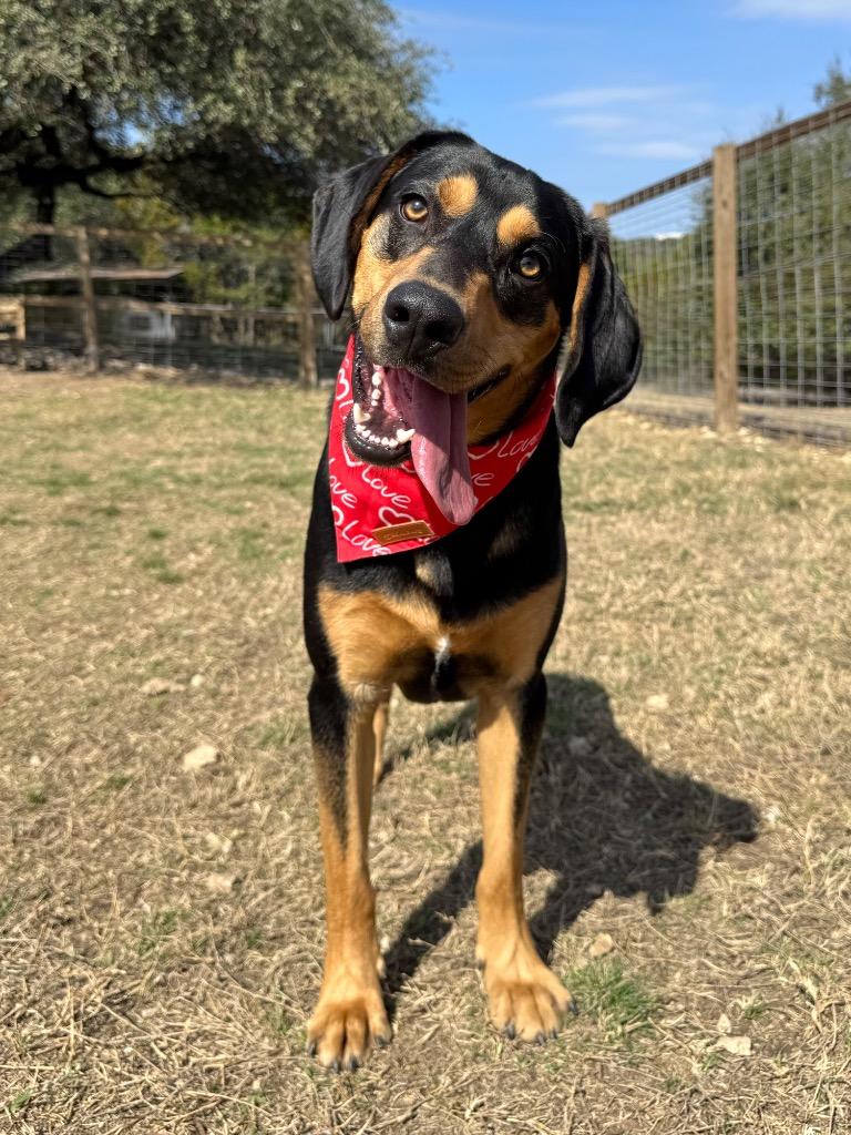 Duke, a Adoptable Bloodhound in Canyon Lake, TX image 3/4