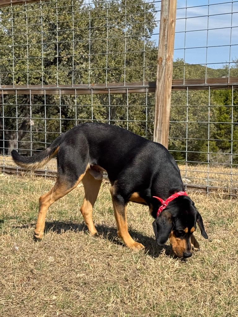 Duke, a Adoptable Bloodhound in Canyon Lake, TX image 4/4