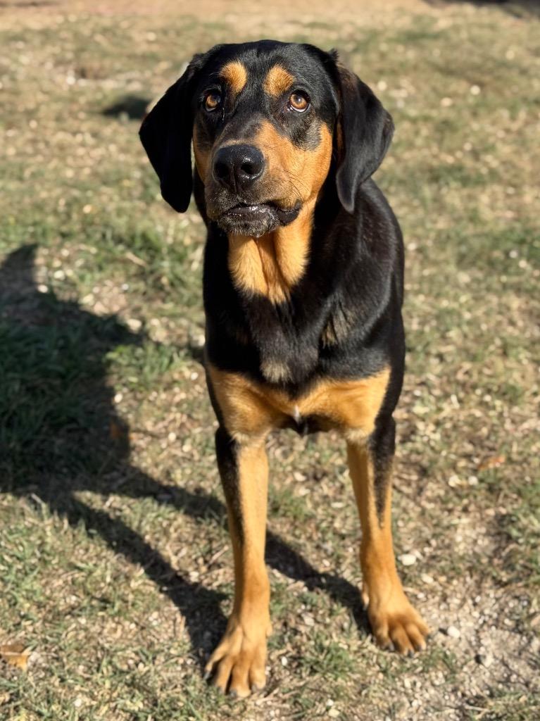 Enlarge Duke, a Adoptable Bloodhound in Canyon Lake, TX image 6/6