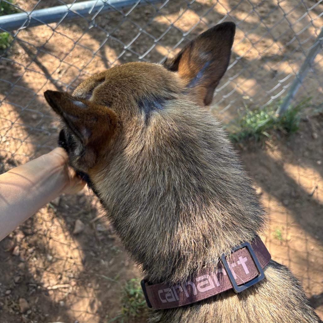 Stark, Adoptable, Adult Male Belgian Shepherd / Malinois & Great Pyrenees.