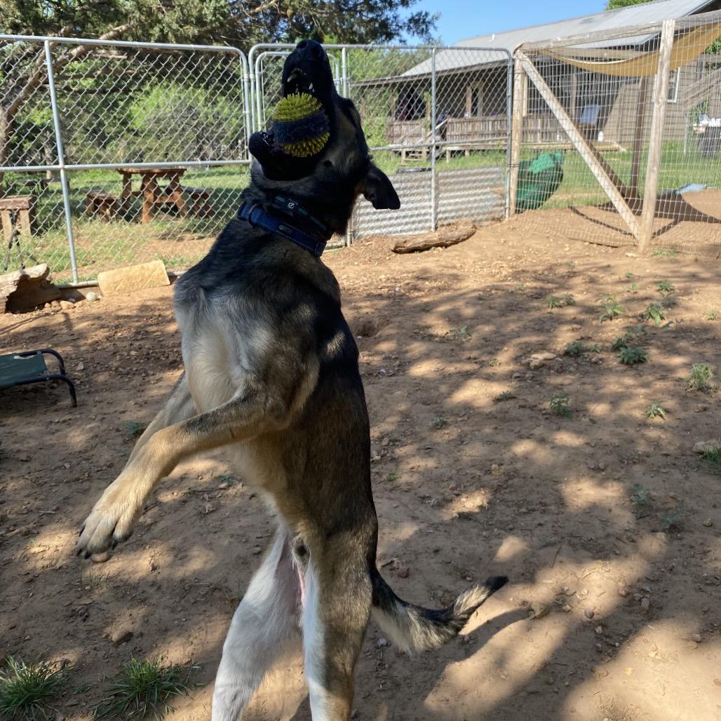 Stark, a Adoptable mixed breed in Cedar Creek, TX image 4/4