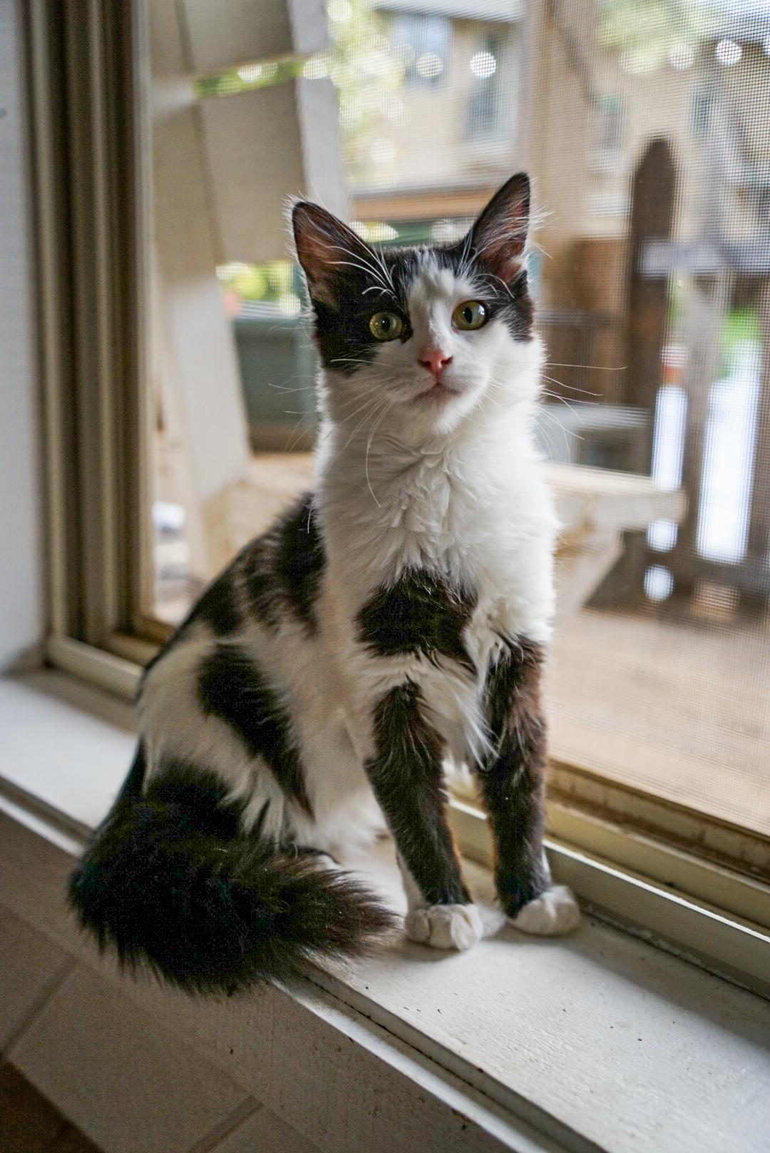 Trixie — thumbnail 2