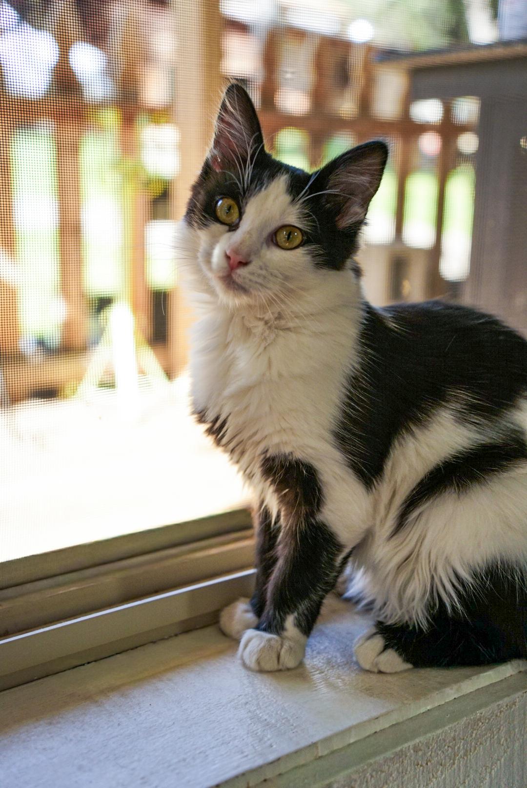 Trixie — thumbnail 3