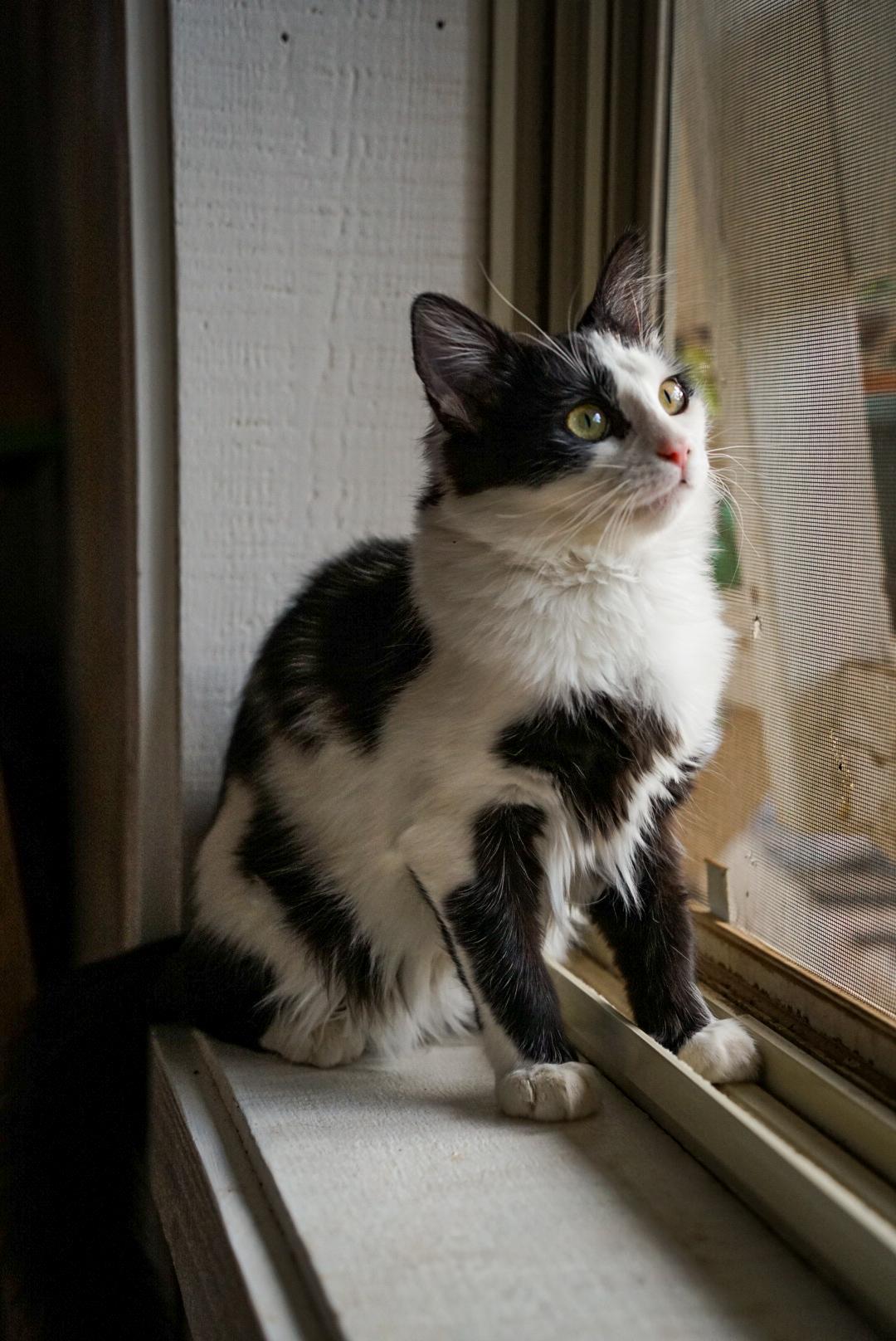 Trixie — thumbnail 4