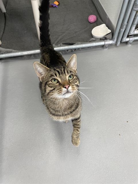 PLUTO, Adoptable, Young Male Domestic Short Hair.