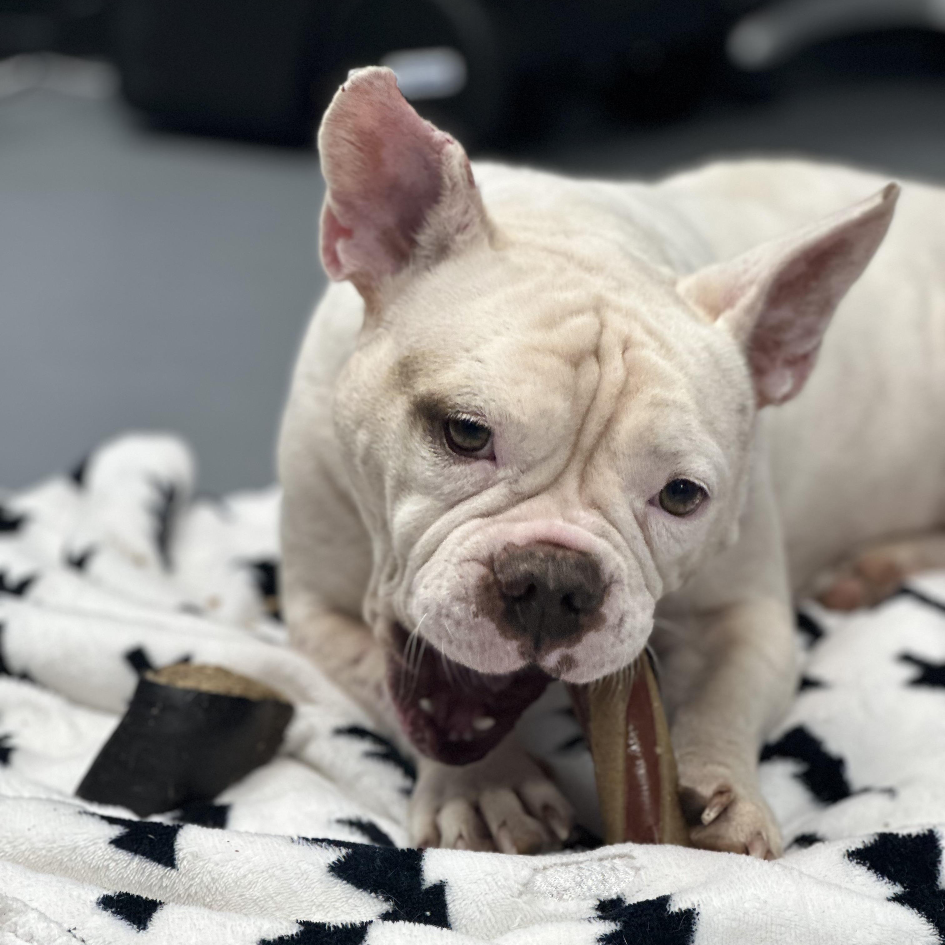 Lacey, adopted, Young Female American Bully & Bulldog.